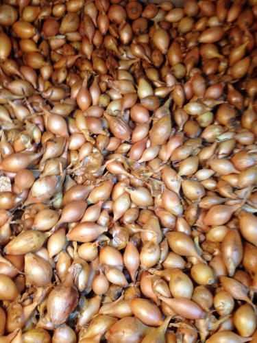 Лук севок Центурион (Гол) 1кг/20