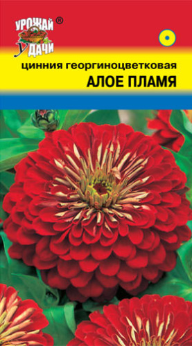Цинния Алое Пламя георгиноцветковая