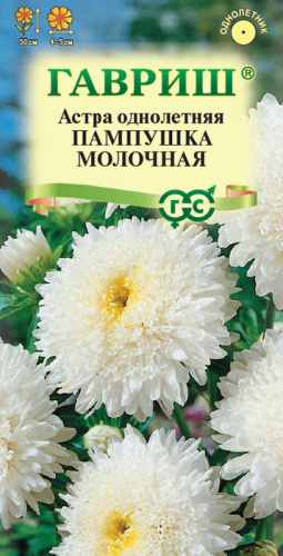 Астра Пампушка молочная помпонная