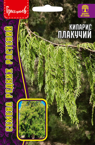 Кипарис плакучий