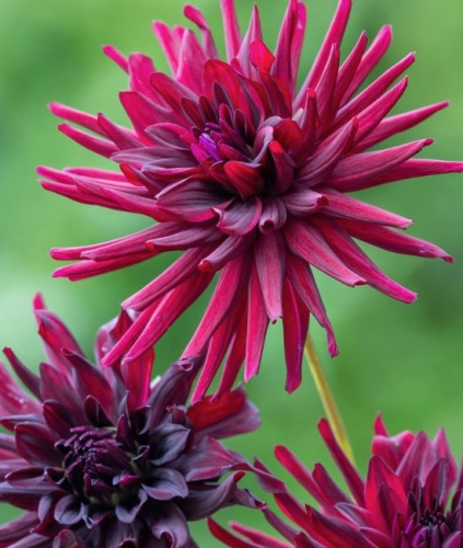 Георгина кактусовая Nuit d'Eté (1х1шт)