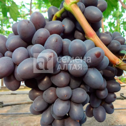 Виноград Подарок Несветая