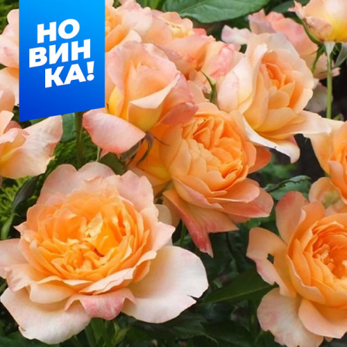 Роза Шерлок Холмс