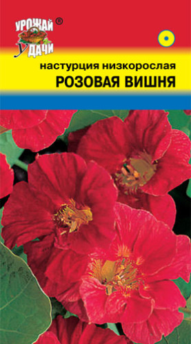 Настурция куст. Розовая Вишня