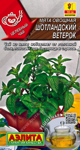 Мята Шотландский ветерок Целебный чай
