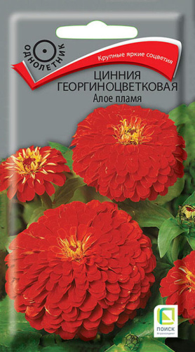 Цинния Алое пламя