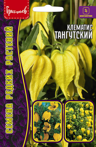 Клематис Тангутский  