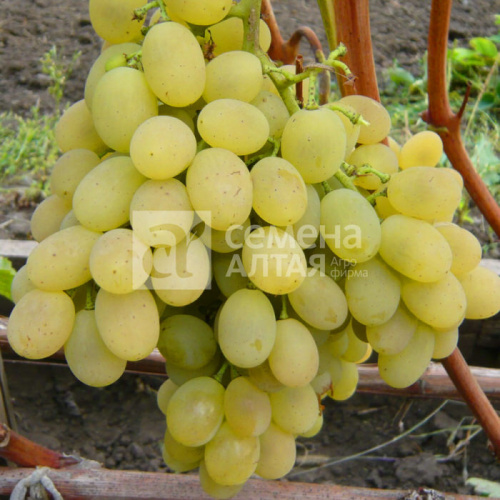 Виноград Лора