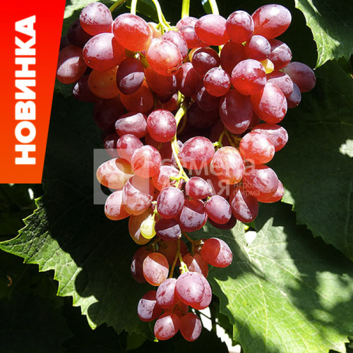 Виноград Велес