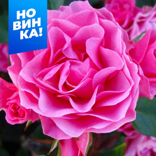 Роза Ай эм Грейтфул