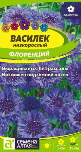 Василек Флоренция низкорослый