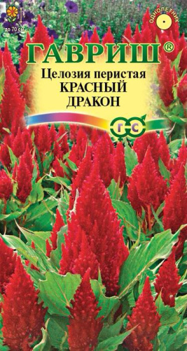 Целозия перистая, Красный дракон 