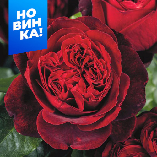 Роза Адмирал