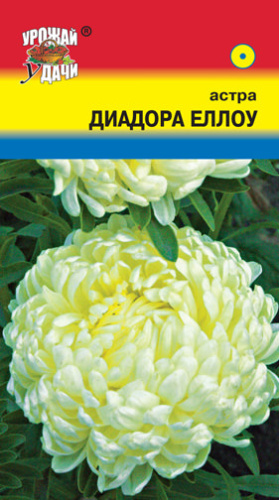 Астра Диадора Еллоу