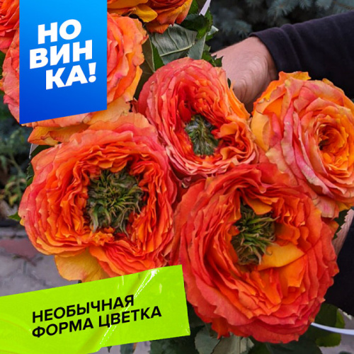 Роза Зелёный остров Самоа