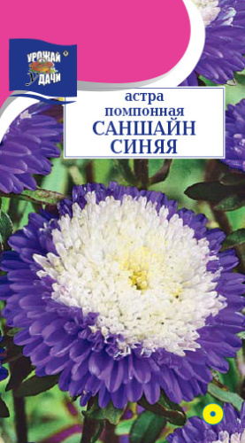 Астра Саншайн синяя, помпонная 