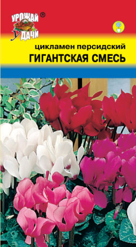 Цикламен персидский Гигантская смесь 