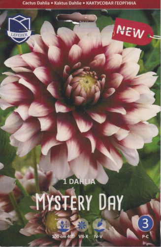 Георгина декоративная Contraste /1шт