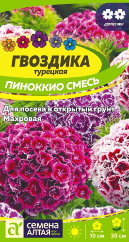 Гвоздика Пиноккио турецкая