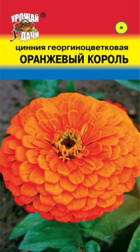 Цинния Оранжевый король