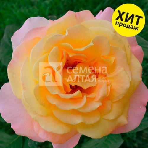 Роза Глория Дей