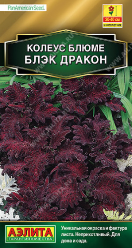 Колеус блюме Блэк дракон