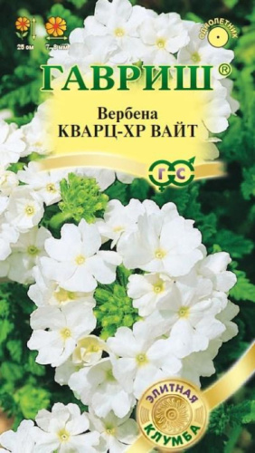 Вербена Кварц ХР Вайт гибридная 