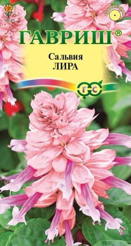 Сальвия Лира 