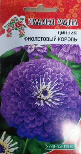 Цинния Фиолетовый король георгиноцветковая (УУ) 