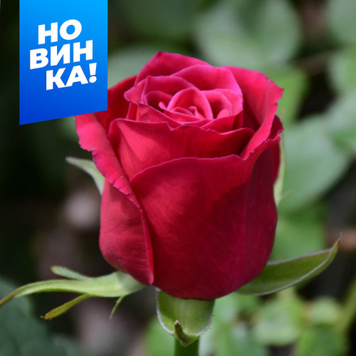 Роза Шангри Ла