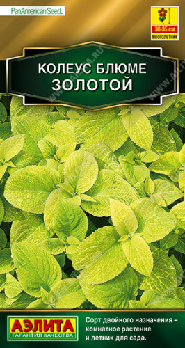 Колеус Золотой блюме