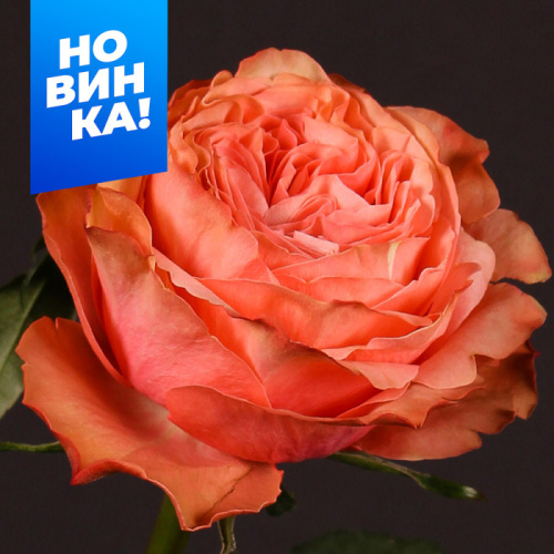 Роза Кахала