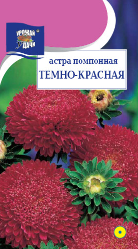 Астра помпонная Темно-Красная