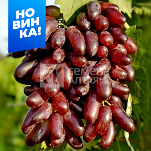 Виноград Карнавал