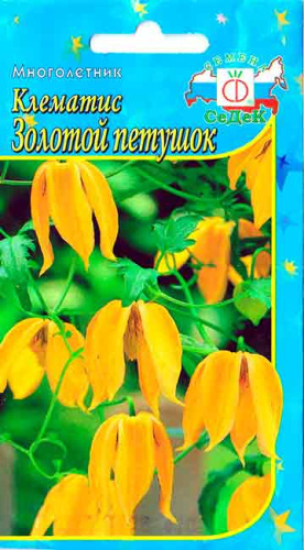 Клематис Золотой петушок