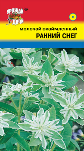 Молочай окаймленный Ранний Снег