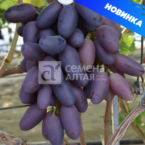 Виноград Байконур