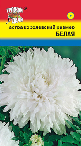 Астра Королевский Размер Белая