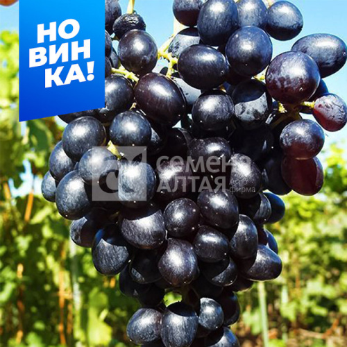 Виноград Кишмиш Лорд