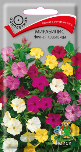 Мирабилис Ночная красавица