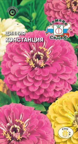 Цинния Констанция