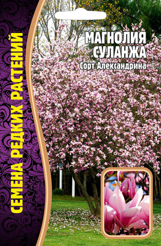Магнолия Суланжа