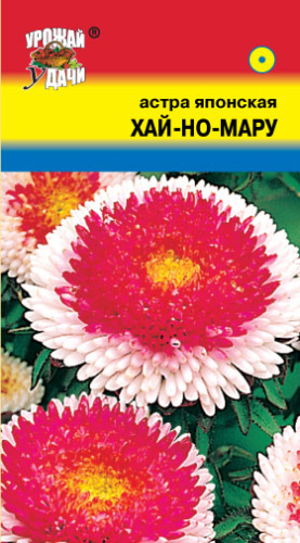 Астра помпонная Хай-но-Мару японская