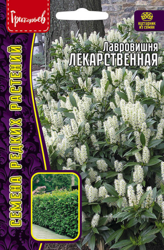 Лавровишня Лекарственная