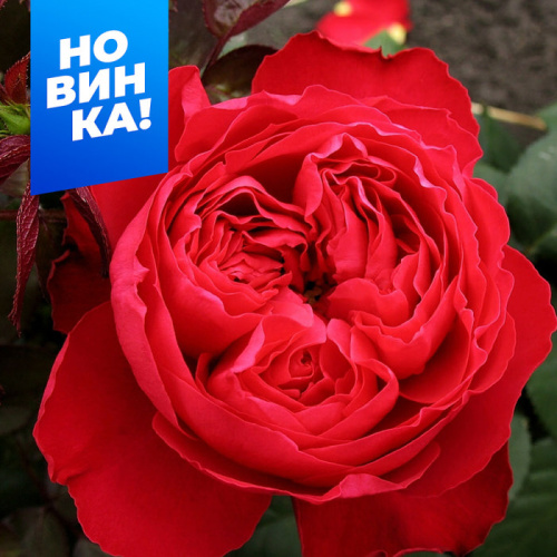 Роза Травиата