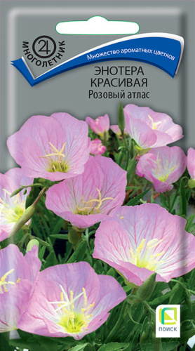 Энотера Красивая Розовый атлас