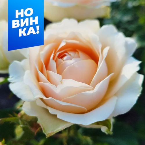 Роза Гравитация