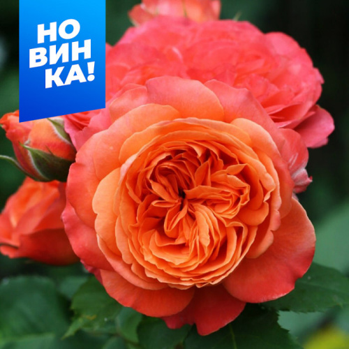 Роза Эмильон Гийо