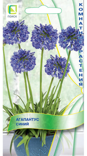 Агапантус Синий