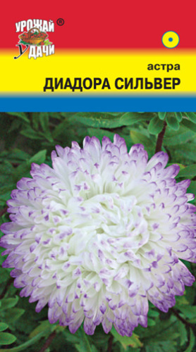 Астра Диадора Сильвер